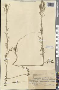 Cardamine pratensis L., Western Europe (EUR) (Bulgaria)