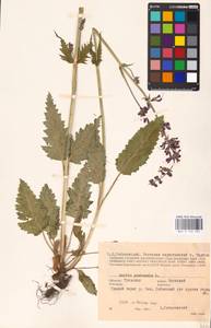 MHA 0 156 291, Salvia pratensis L., Eastern Europe, Central region (E4) (Russia)