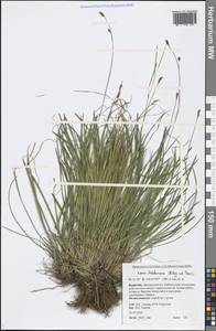 Carex ledebouriana C.A.Mey. ex Trevir., Siberia, Baikal & Transbaikal region (S4) (Russia)