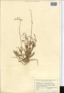 Goldbachia pendula Botsch., Middle Asia, Muyunkumy, Balkhash & Betpak-Dala (M9) (Kazakhstan)