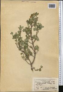 Lonicera microphylla Willd. ex Roem. & Schult., Middle Asia, Dzungarian Alatau & Tarbagatai (M5) (Kazakhstan)
