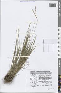 Elymus violaceus (Hornem.) J.Feilberg, Eastern Europe, Volga-Kama region (E7) (Russia)