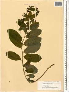 Euphorbia squamosa Willd., Caucasus, Black Sea Shore (from Novorossiysk to Adler) (K3) (Russia)