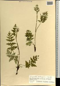 Pimpinella thellungiana H. Wolff, Mongolia (MONG) (Mongolia)