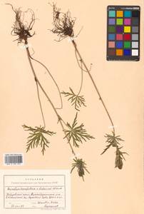 Aconitum karafutense subsp. baburinii (Vorosch.) Vorosch., Siberia, Russian Far East (S6) (Russia)