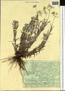 Leontopodium leontopodioides (Willd.) Beauverd, Siberia, Russian Far East (S6) (Russia)