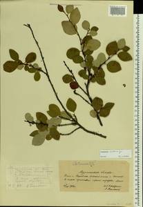 Cotoneaster integerrimus Medik., Eastern Europe, Northern region (E1) (Russia)