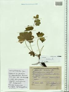 Alchemilla tubulosa Juz., Eastern Europe, Volga-Kama region (E7) (Russia)