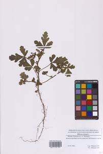 Trionum annuum Medik., Eastern Europe, Moscow region (E4a) (Russia)