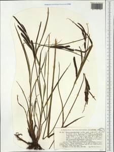 Carex acuta L., Western Europe (EUR) (Romania)