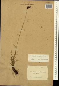 Luzula spicata (L.) DC., Caucasus, Krasnodar Krai & Adygea (K1a) (Russia)