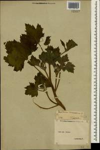 Xanthium strumarium L., Crimea (KRYM) (Russia)