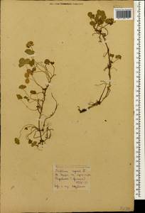 Trifolium repens L., Caucasus, Armenia (K5) (Armenia)