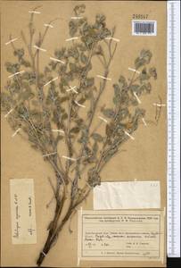 Heliotropium arguzioides Karelin & Kirilov, Middle Asia, Muyunkumy, Balkhash & Betpak-Dala (M9) (Kazakhstan)