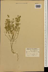 Meniocus linifolius (Stephan ex Willd.) DC., Caucasus, Armenia (K5) (Armenia)