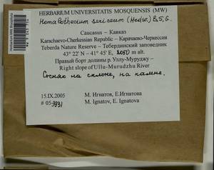 Homalothecium sericeum (Hedw.) Schimp., Bryophytes, Bryophytes - North Caucasus & Ciscaucasia (B12) (Russia)