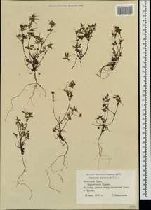 Geranium purpureum Vill., Crimea (KRYM) (Russia)