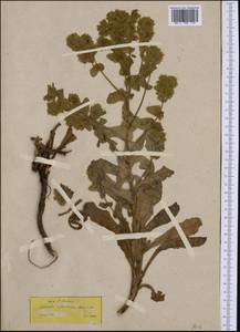 Cerinthe minor subsp. cleiostoma (Boiss. & Spruner) Selvi & L. Cecchi, Western Europe (EUR) (Greece)