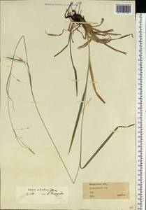 Carex sylvatica Huds., Eastern Europe, Western region (E3) (Russia)