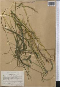 Elymus drobovii (Nevski) Tzvelev, Middle Asia, Western Tian Shan & Karatau (M3) (Kyrgyzstan)