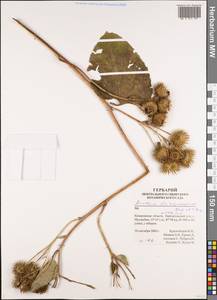 Arctium leiospermum Juz. & Ye. V. Serg., Siberia, Altai & Sayany Mountains (S2) (Russia)