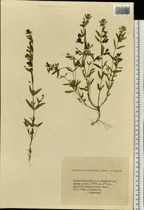 Scutellaria scordiifolia Fisch. ex Schrank, Siberia, Altai & Sayany Mountains (S2) (Russia)