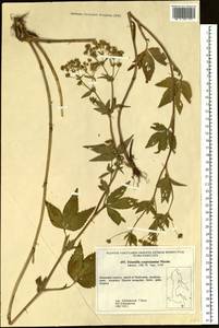 Potentilla cryptotaeniae Maxim., Siberia, Russian Far East (S6) (Russia)