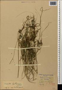 Cuscuta epithymum (L.) L., Caucasus, Azerbaijan (K6) (Azerbaijan)
