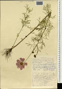 Cosmos bipinnatus Cav., Mongolia (MONG) (Mongolia)