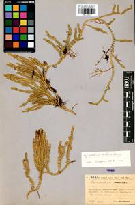 Spinulum annotinum subsp. alpestre (Hartm.) Uotila, Siberia, Baikal & Transbaikal region (S4) (Russia)