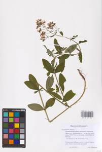 Hypericum hirsutum L., Eastern Europe, Central region (E4) (Russia)