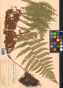 Athyrium filix-femina, Eastern Europe, Moscow region (E4a) (Russia)