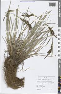 Carex acuta L., Siberia, Baikal & Transbaikal region (S4) (Russia)