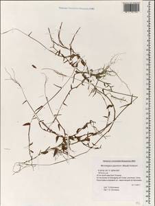 Microstegium japonicum (Miq.) Koidz., South Asia, South Asia (Asia outside ex-Soviet states and Mongolia) (ASIA) (China)