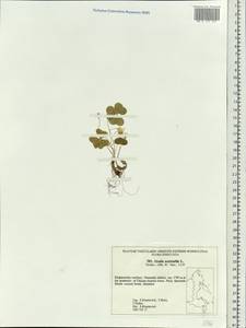 Oxalis acetosella L., Siberia, Russian Far East (S6) (Russia)
