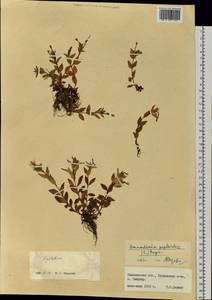 Honckenya peploides (L.) Ehrh., Siberia, Russian Far East (S6) (Russia)