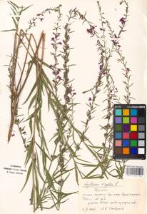 Lythrum virgatum L., Eastern Europe, Moscow region (E4a) (Russia)