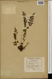 Cystopteris fragilis (L.) Bernh., Caucasus, Georgia (K4) (Georgia)