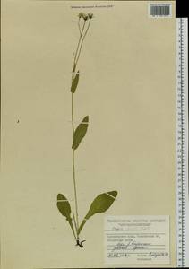 Crepis bungei Ledeb. ex DC., Siberia, Central Siberia (S3) (Russia)
