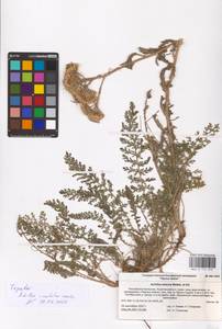 Achillea inundata Kondr., Caucasus, Stavropol Krai, Karachay-Cherkessia & Kabardino-Balkaria (K1b) (Russia)