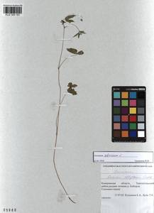 KUZ 000 161, Geranium sibiricum L., Siberia, Altai & Sayany Mountains (S2) (Russia)