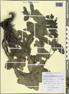 Cerinthe glabra Mill., Caucasus, Black Sea Shore (from Novorossiysk to Adler) (K3) (Russia)