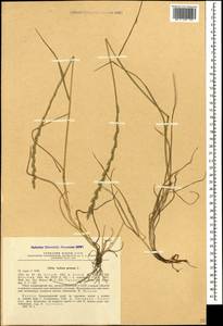 Lolium perenne L., Caucasus, Black Sea Shore (from Novorossiysk to Adler) (K3) (Russia)