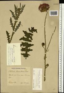 Carduus hamulosus Ehrh., Eastern Europe, Central forest-and-steppe region (E6) (Russia)