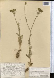 Oedibasis apiculata (Kar. & Kir.) Koso-Pol., Middle Asia, Western Tian Shan & Karatau (M3) (Kyrgyzstan)