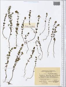 Euphrasia × vernalis List, Eastern Europe, Central forest region (E5) (Russia)