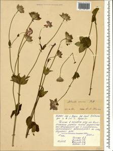 Astrantia maxima Pall., Caucasus, North Ossetia, Ingushetia & Chechnya (K1c) (Russia)