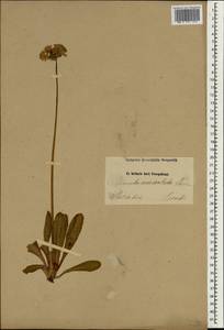 Primula auriculata Lam., South Asia, South Asia (Asia outside ex-Soviet states and Mongolia) (ASIA) (Iran)