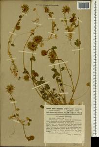 Trifolium stellatum L., South Asia, South Asia (Asia outside ex-Soviet states and Mongolia) (ASIA) (Israel)