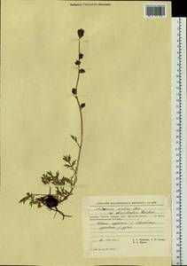 Artemisia norvegica subsp. saxatilis (Besser) H. M. Hall & Clem., Siberia, Chukotka & Kamchatka (S7) (Russia)